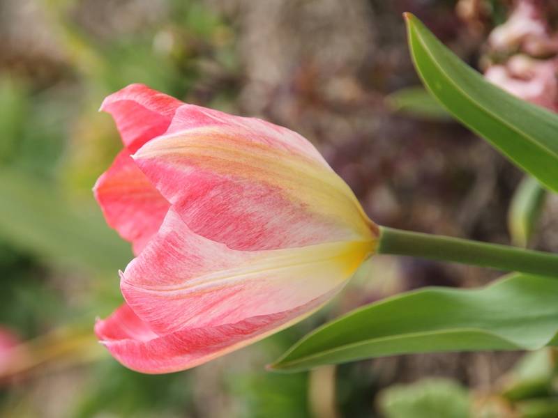 Promesse de Fleurs - Tulipe fosteriana Flaming Purissima Bulbe calibre 11+ (par 10)