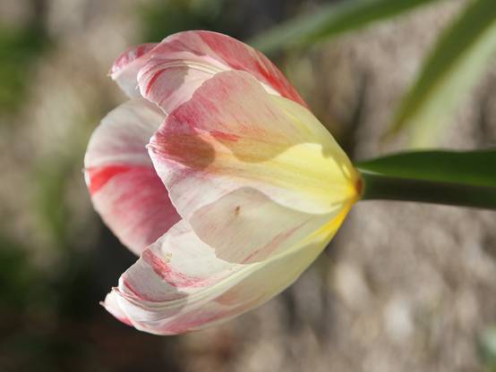 Promesse de Fleurs - Tulipe fosteriana Flaming Purissima Bulbe calibre 11+ (par 10) - Image 3
