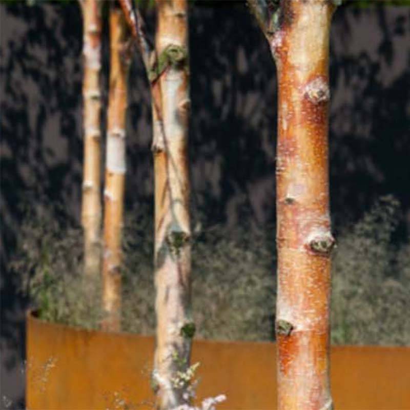 Bouleau de Chine - Betula albosinensis Fascination Pot de 2L/3L - Image 1