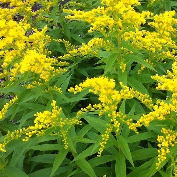 Promesse de Fleurs - Solidago Strahlenkrone - Verge d'or Strahlenkrone Godet de 8/9 cm