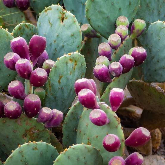 Opuntia gregoriana - Oponce Pot de 4L/5L
