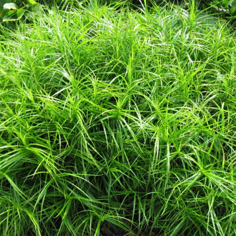 Carex muskingumensis - Laiche d Amerique Pot de 2L/3L