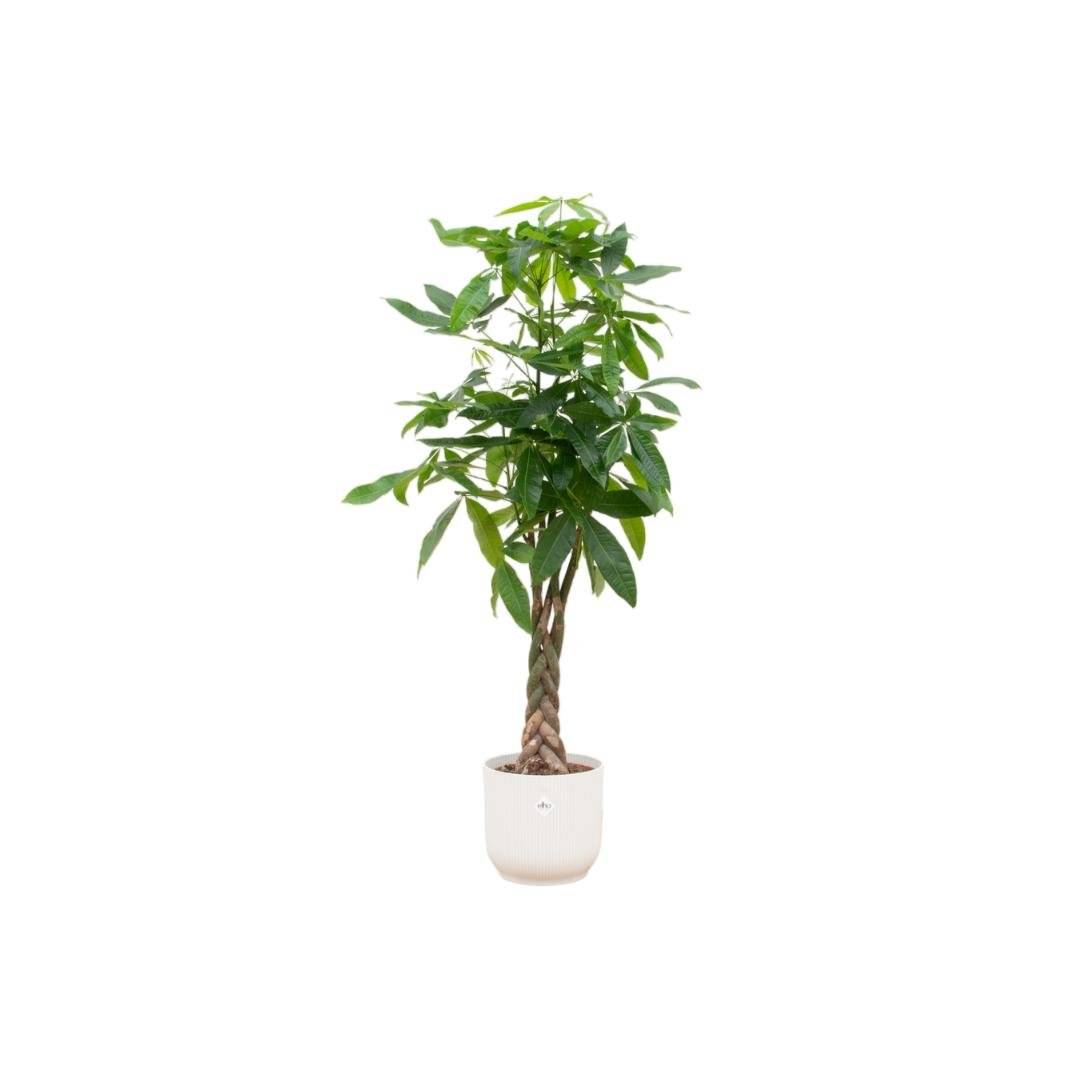 La Green Touch - Pachira Aquatica et son pot- La Green Touch Blanc - Hauteur 160cm