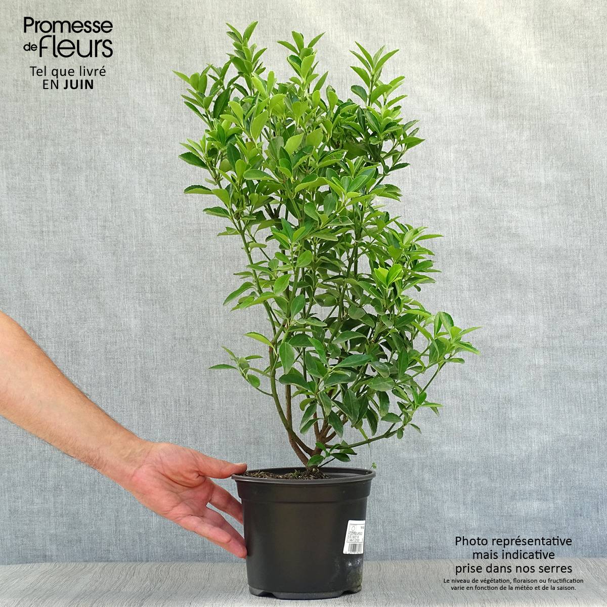 Promesse de Fleurs - Euonymus japonicus - Fusain du Japon Pot de 2L/3L - Image 2