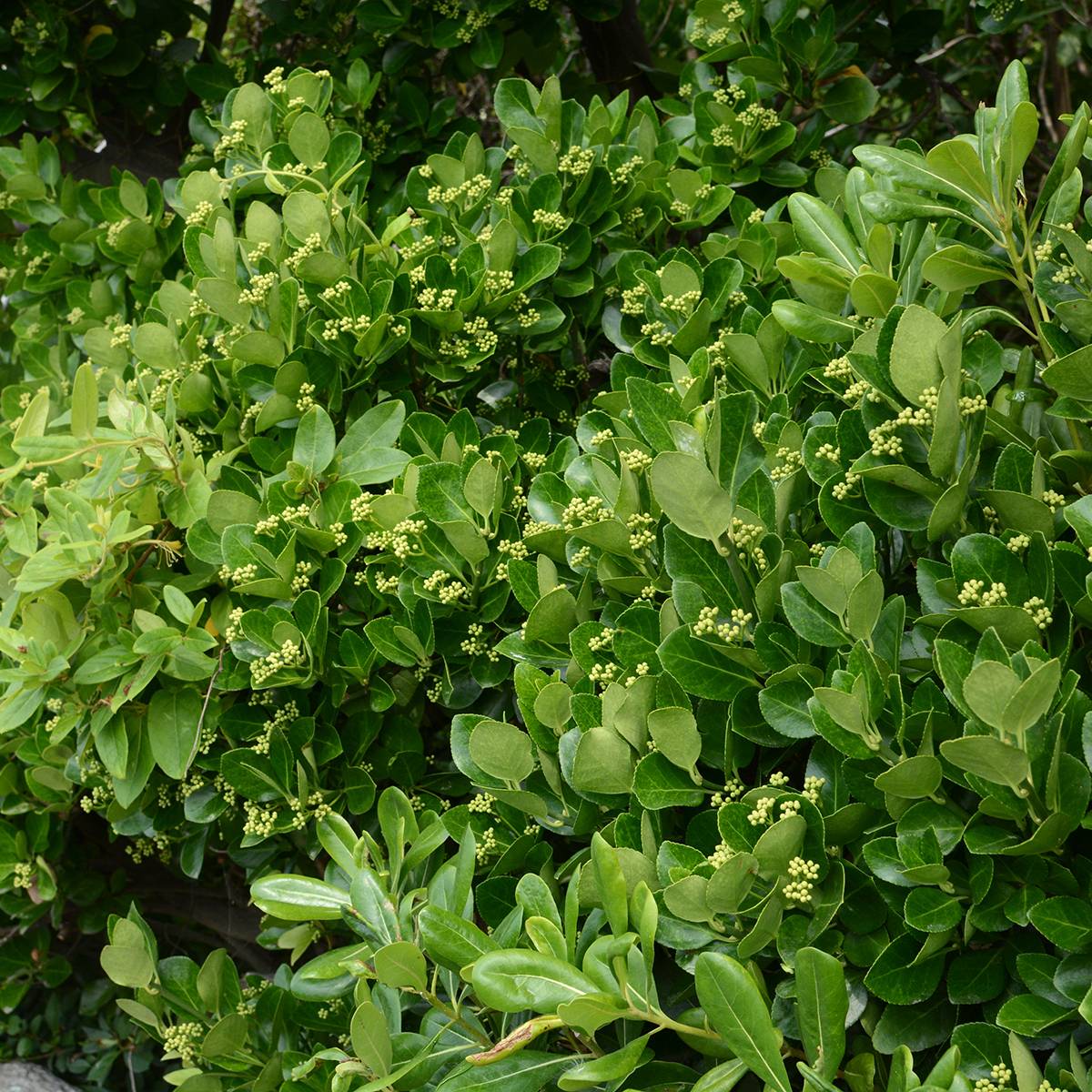 Promesse de Fleurs - Euonymus japonicus - Fusain du Japon Pot de 2L/3L - Image 1