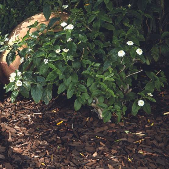 Jardinex - Plaquette de bois torréfié (Sac 50L) - Marron - Jardinex - Imagen 2