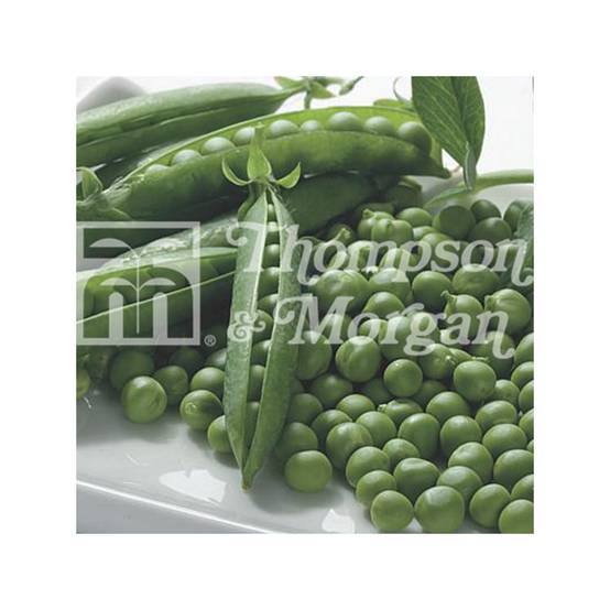 Promesse de Fleurs - Pois nain Boogie le sachet de 300 graines environ (75g)