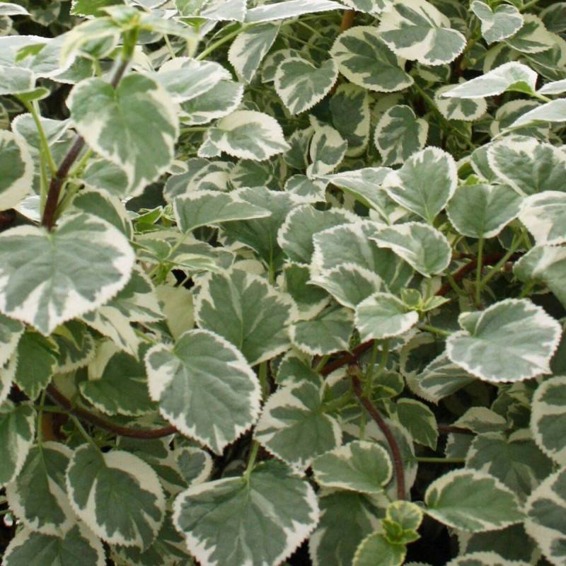 Hortensia grimpant Silver Lining® à fleurs Blanche - feuillage Caduc - Godet - 5/20 cm-  hauteur à maturité De 1,50 m à 2,00 m - Imagen 2