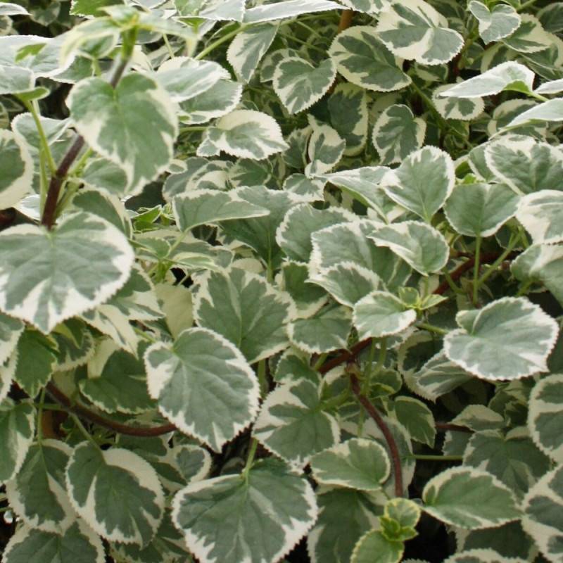 Hortensia grimpant Silver Lining® à fleurs Blanche - feuillage Caduc - Godet - 5/20 cm-  hauteur à maturité De 1,50 m à 2,00 m - Imagen 1