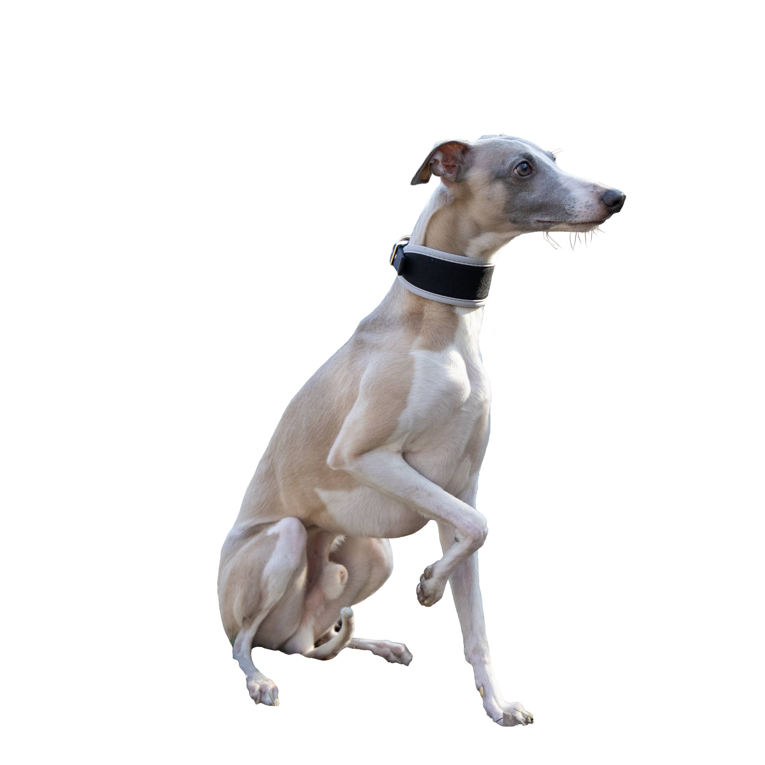 Ferplast - Ferplast Collier Chien ERGOCOMFORT C15/33, Collier pour lévrier, Rembourrage doux, Rouge - Imagen 3