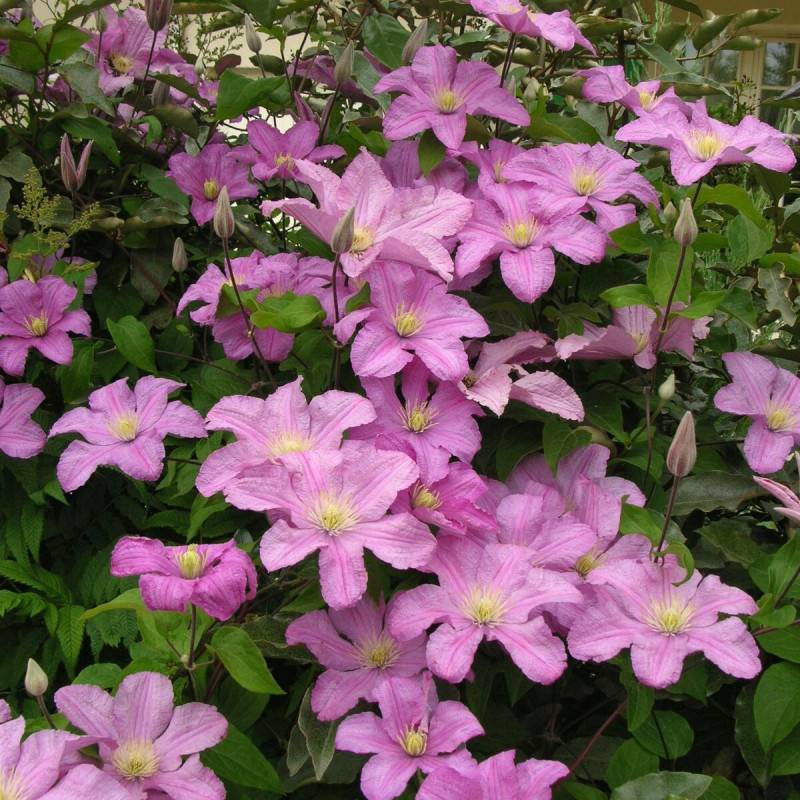Clématite Comtesse De Bouchaud à fleurs Rose - feuillage Caduc - Pot de 3L - Echelle bambou 60/120 cm-  hauteur à maturité De 3,00 m à 5,00 m - Imagen 5