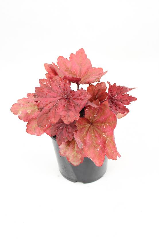 Heuchera collection pot 2 l - Image 2