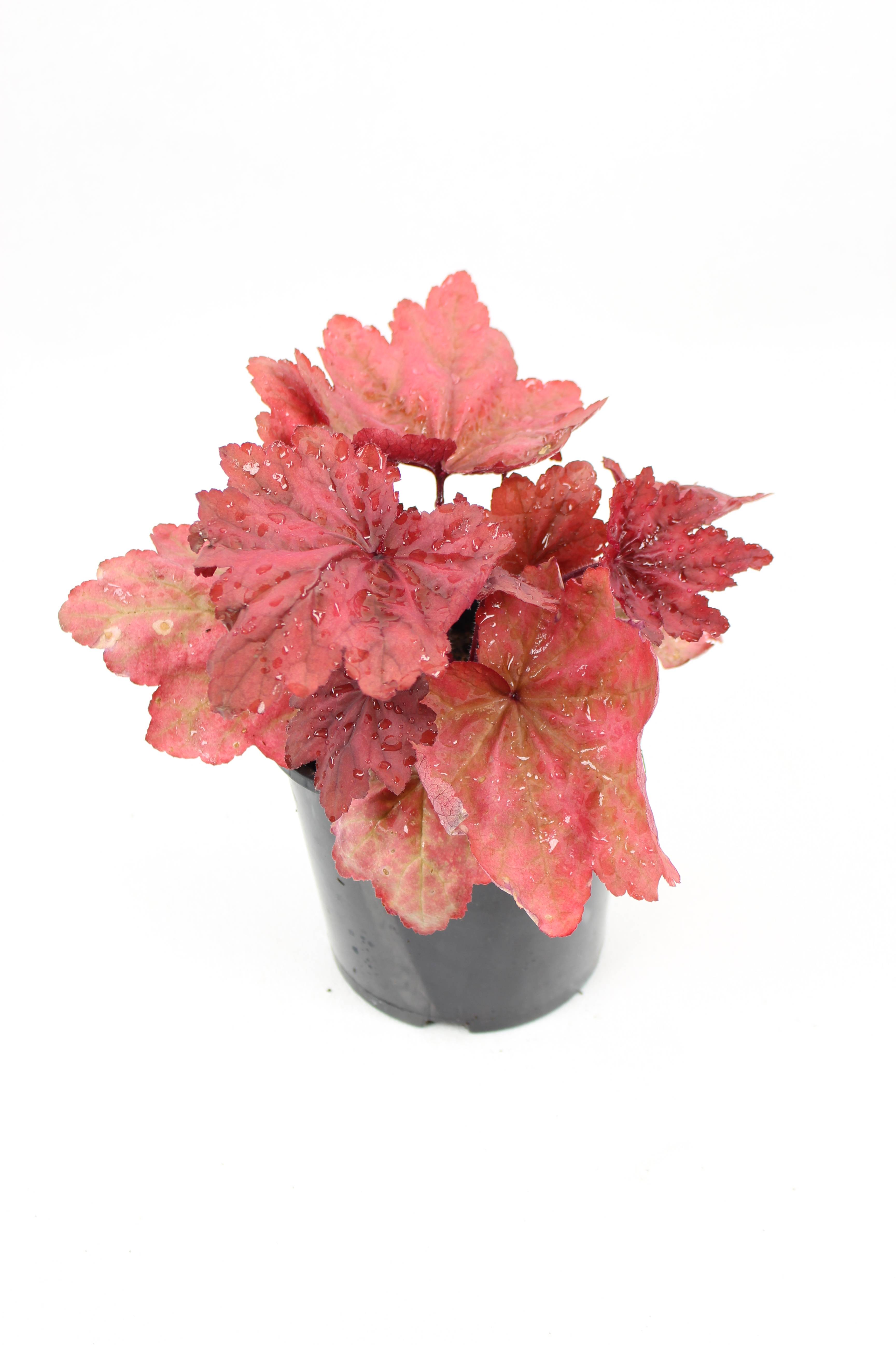 Heuchera collection  pot 2 l - Image 2