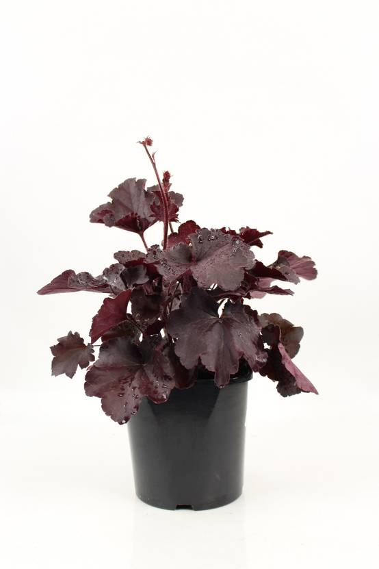 Heuchera collection pot 2 l - Image 1