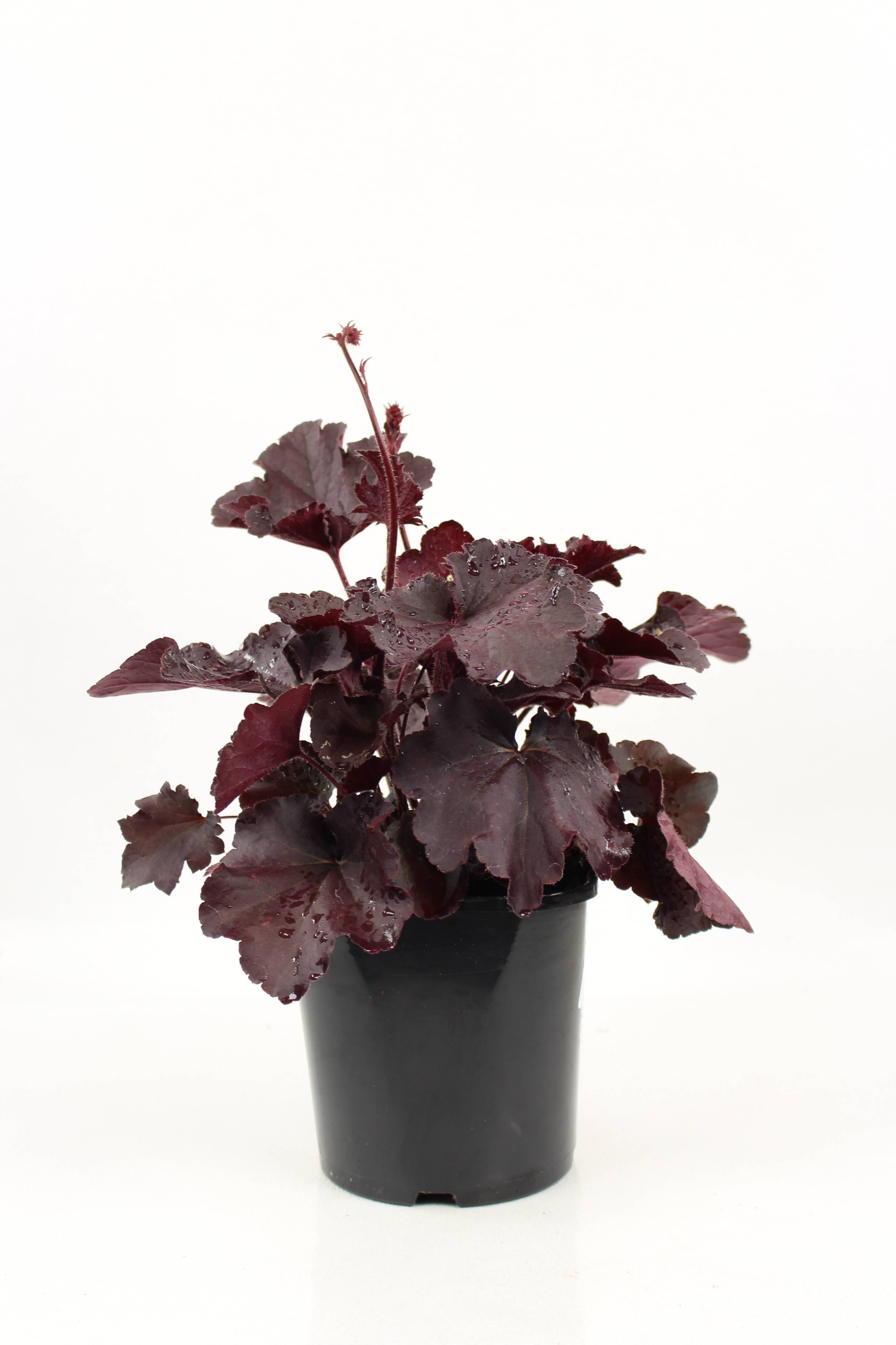 Heuchera collection  pot 2 l