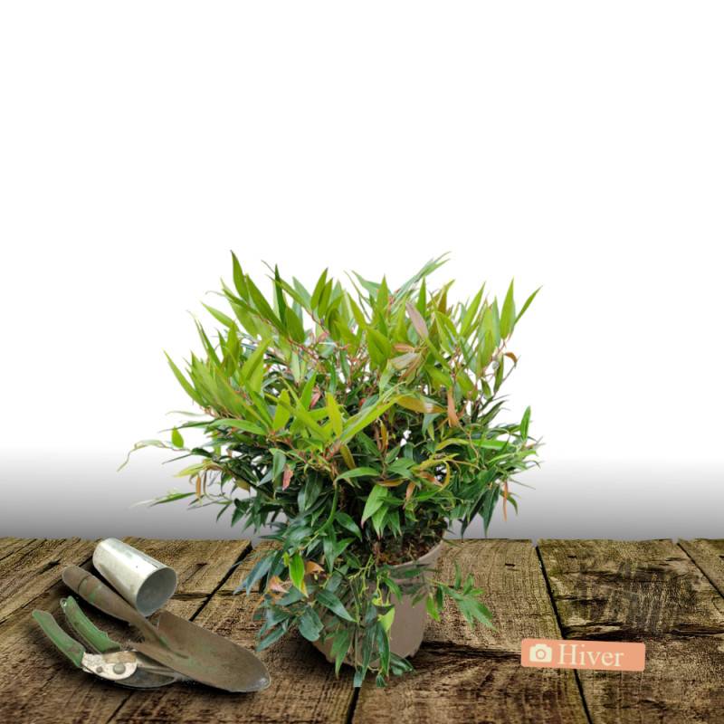 Leucothoe White Wather®, Fleur de perle à fleurs Blanche/ - feuillage Persistant - Pot de 3L - 40/60 cm - Imagen 4
