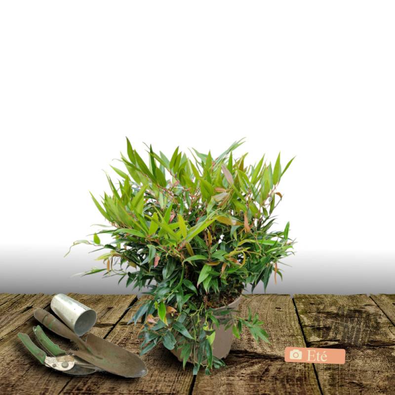 Leucothoe White Wather®, Fleur de perle à fleurs Blanche/ - feuillage Persistant - Pot de 3L - 40/60 cm - Imagen 3