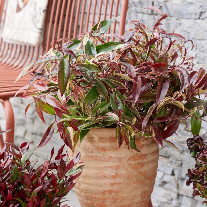 Leucothoe White Wather®, Fleur de perle à fleurs Blanche/ - feuillage Persistant - Pot de 3L - 40/60 cm - Imagen 1