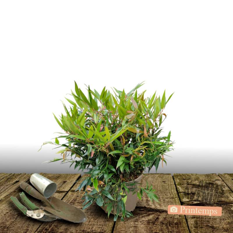 Leucothoe White Wather®, Fleur de perle à fleurs Blanche/ - feuillage Persistant - Pot de 3L - 40/60 cm - Imagen 5