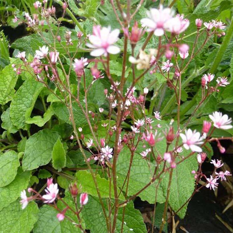 Saxifraga umbrosa Clarence Elliott - Désespoir du peintre. Godet de 8/9 cm