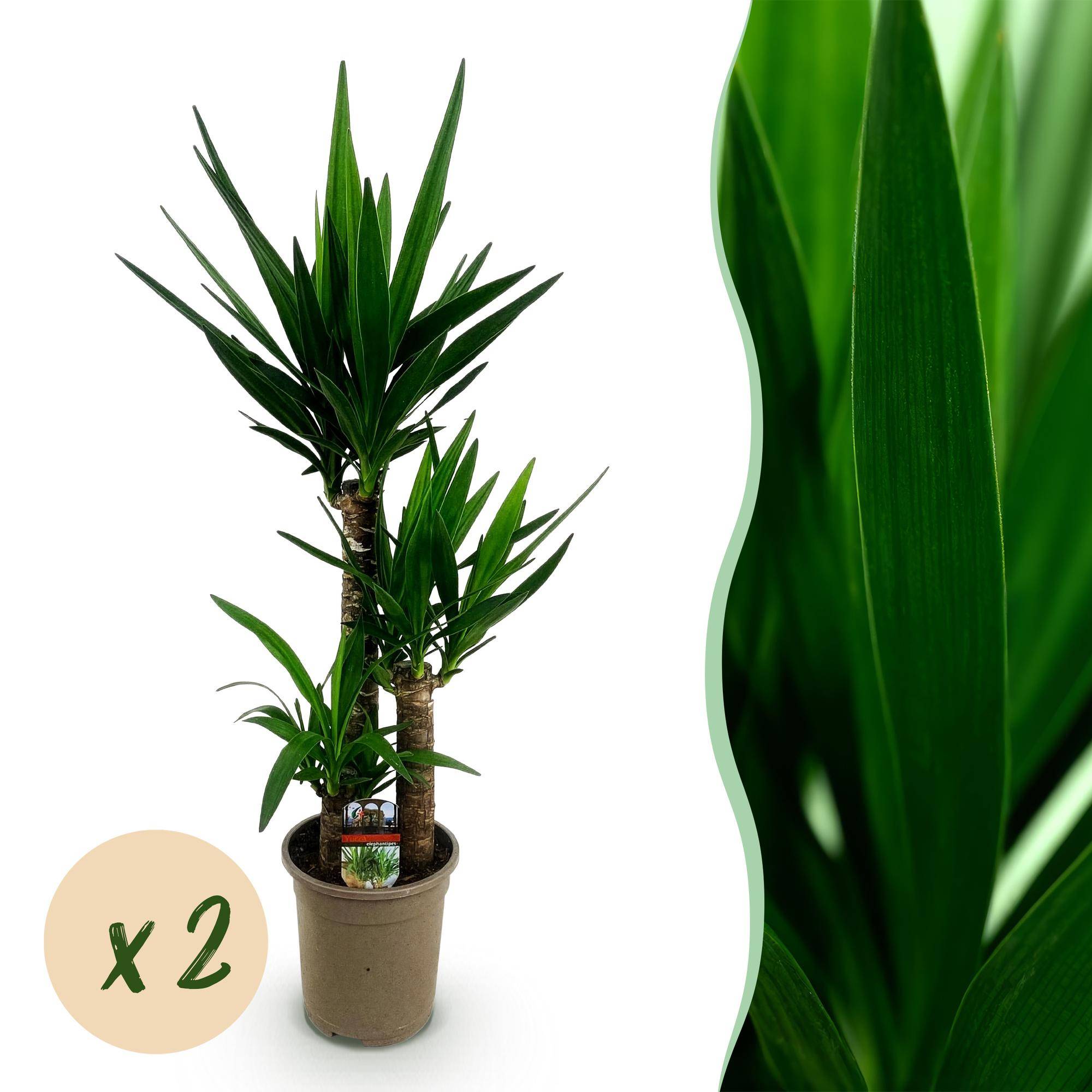 Yucca elephantipes - Yucca - Pot de 21cm - Hauteur 100cm - Sans cache-pot - 2 plantes - Plantes d'intérieur