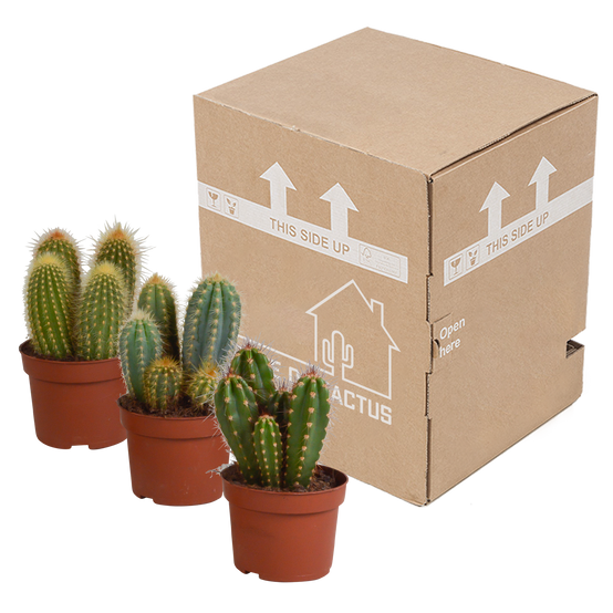 3x Mélange de cactus Cereus - sans pot - Ø10,5cm - ↕23cm - Plantes d’intérieur - Image 3