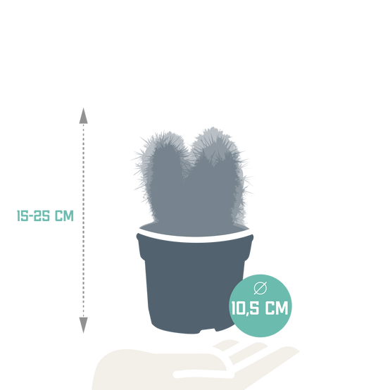 3x Mélange de cactus Cereus - sans pot - Ø10,5cm - ↕23cm - Plantes d’intérieur - Image 2