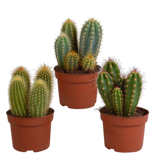 3x Mélange de cactus Cereus - sans pot - Ø10,5cm - ↕23cm - Plantes d’intérieur - Image 1