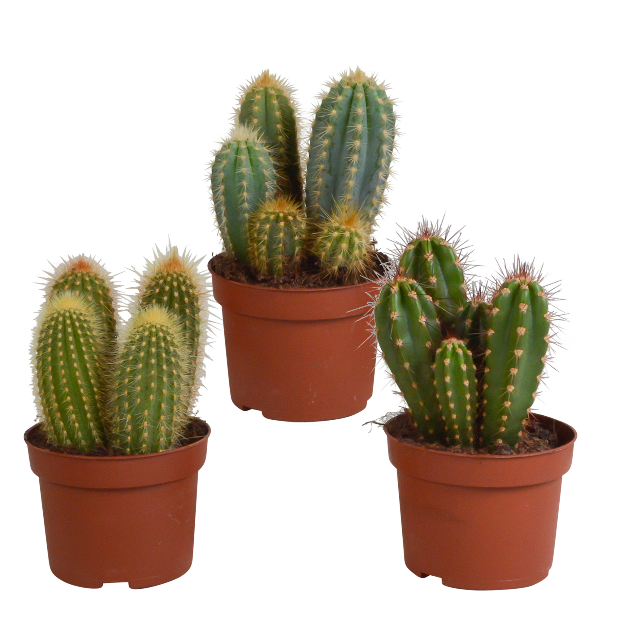 3x Mélange de cactus Cereus - sans pot - Ø10,5cm - ↕23cm - Plantes d’intérieur