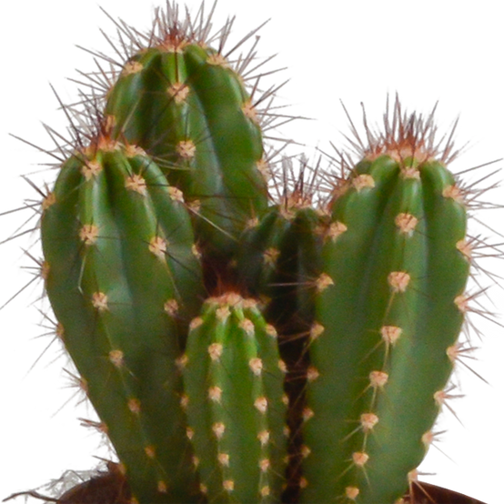3x Mélange de cactus Cereus - sans pot - Ø10,5cm - ↕23cm - Plantes d’intérieur - Image 5
