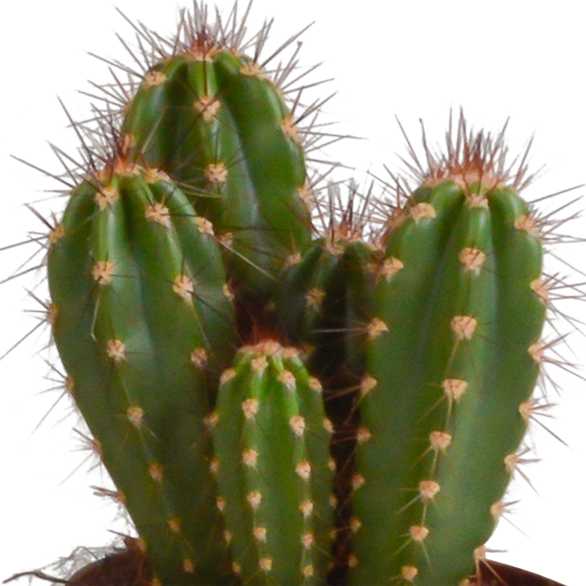 3x Mélange de cactus Cereus - sans pot - Ø10,5cm - ↕23cm - Plantes d’intérieur - Image 5