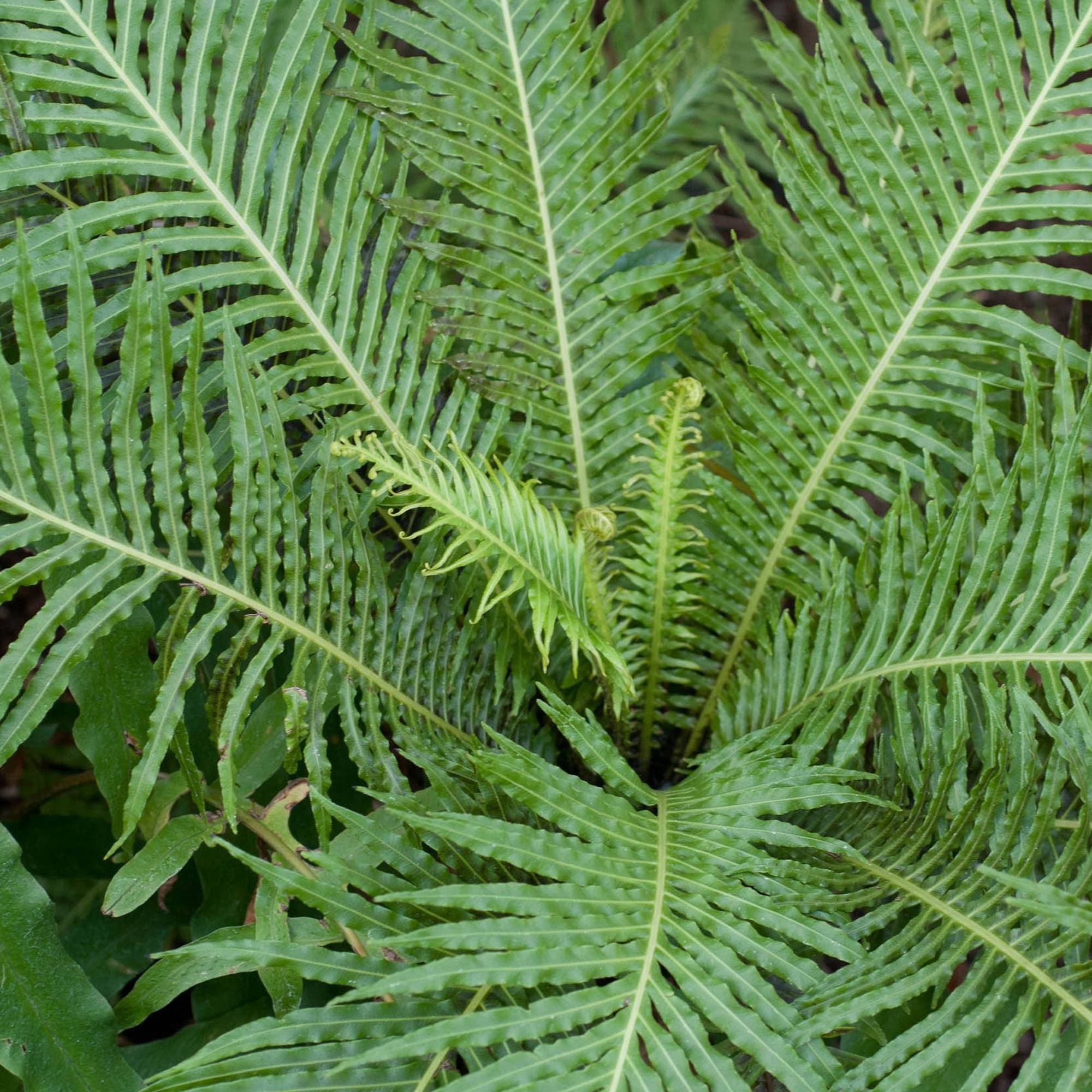 Gardenersdream - Blechnum Gibbum Fougère "Silver Lady" Pour La Maison Ou Le Bureau (25-35 Cm Avec Pot) - GardenersDream - Imagen 2