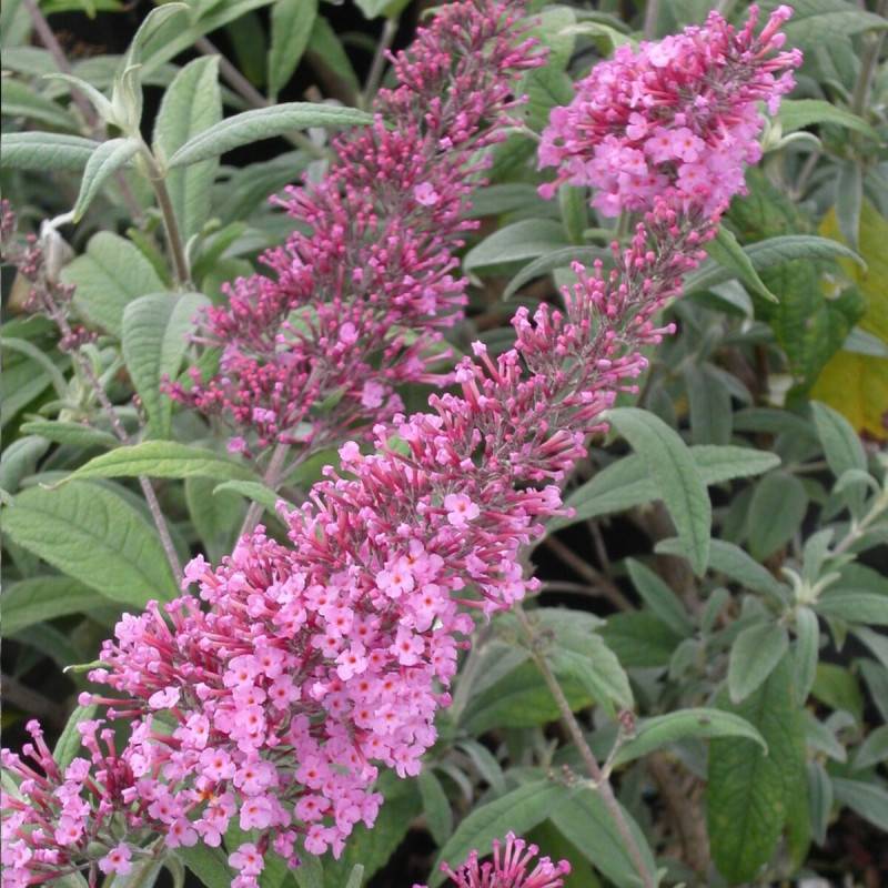 Arbre aux papillons rose Pink Delight, Buddleia à fleurs Rose/ - feuillage Caduc - Pot de 4L - 40/60 cm
