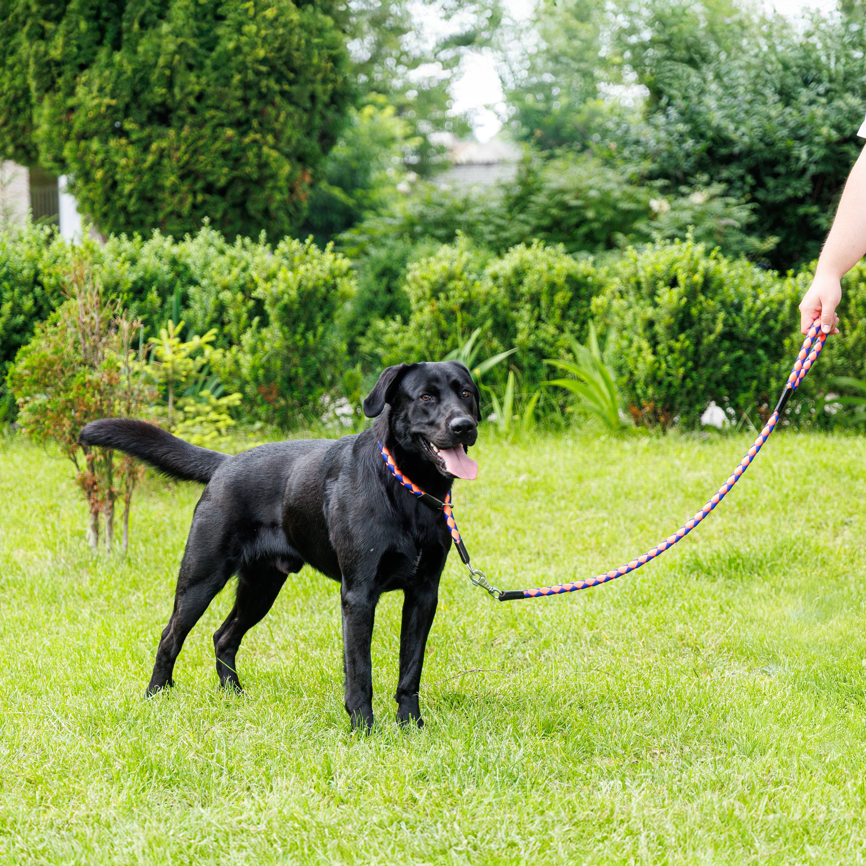 Ferplast - Laisse pour Chiens en Nylon tressé TWIST MATIC G18/110, avec Mousqueton Magnétique Automatique - Imagen 3