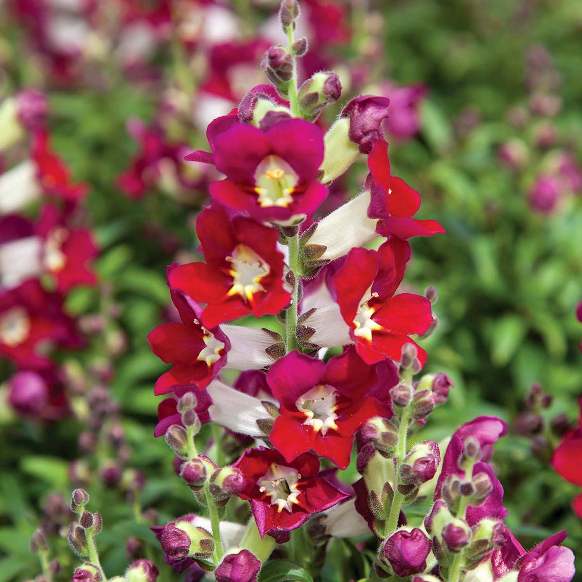 Graines de Muflier Antiquity Red Bicolour - Antirrhinum majus le sachet de 50 graines