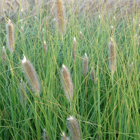 Promesse de Fleurs - Pennisetum alopecuroïdes Japonicum - Herbe aux écouvillons Godet de 8/9 cm