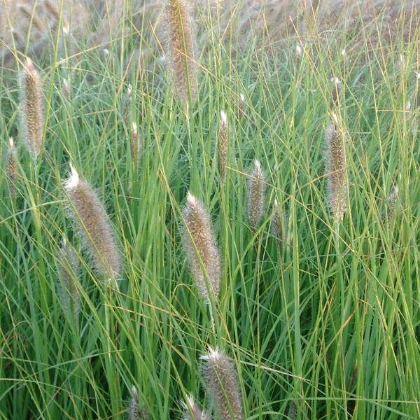 Promesse de Fleurs - Pennisetum alopecuroïdes Japonicum - Herbe aux écouvillons Godet de 8/9 cm