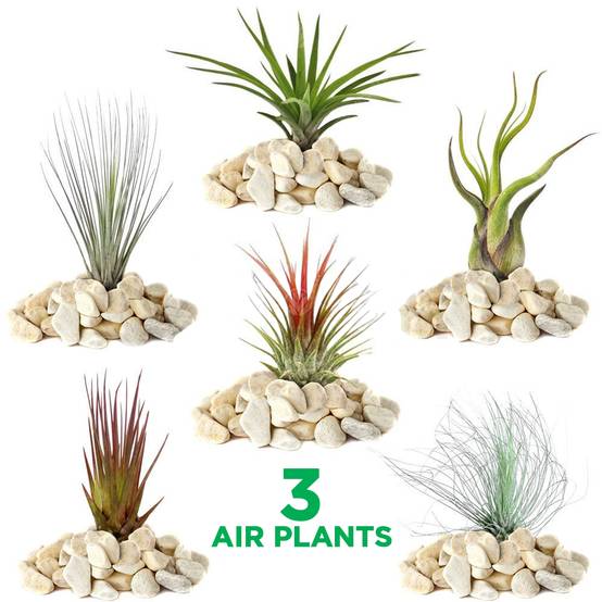 Gardenersdream - Mélange Réel De 3 Plantes Tillandsia Gardenersdream - 3 Pièces De Tillandsia Air - Plantes De Terrarium - Plantes Décoratives - GardenersDream - Image 1