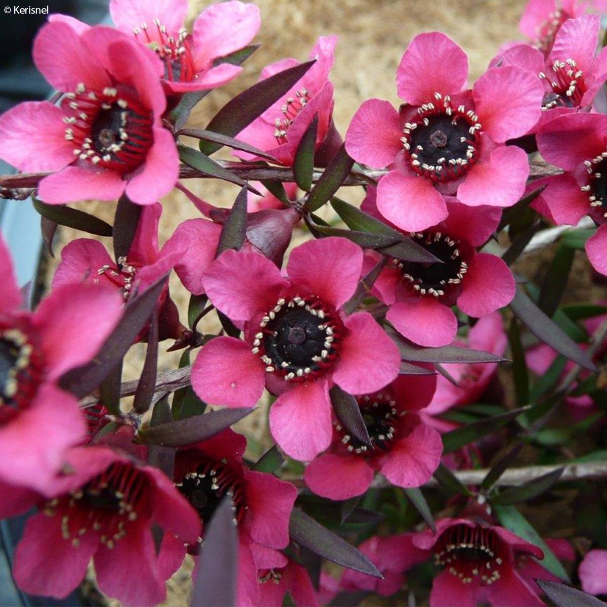 Promesse de Fleurs - Leptospermum scoparium Red Falls - Arbre à thé de Nouvelle-Zélande Pot de 2L/3L