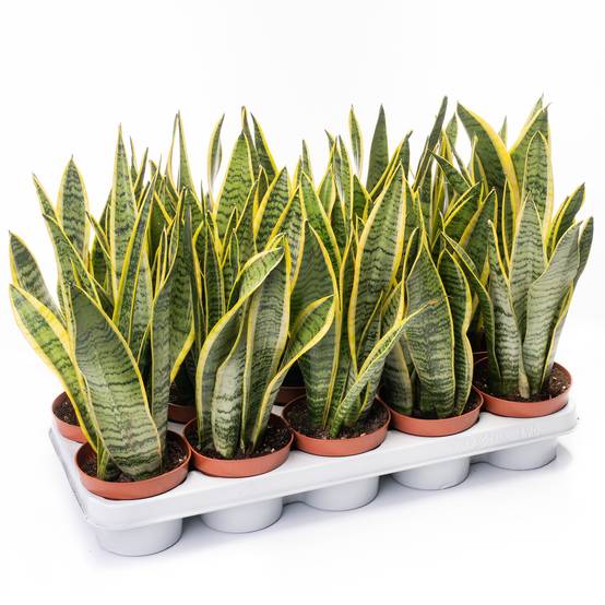 Gardenersdream - 1 X Sansevieria Laurentii Plante Serpent Colorée Arbuste D'Intérieur Sain En Pot De 13Cm - GardenersDream - Image 3