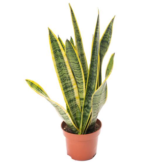 Gardenersdream - 1 X Sansevieria Laurentii Plante Serpent Colorée Arbuste D'Intérieur Sain En Pot De 13Cm - GardenersDream - Image 2