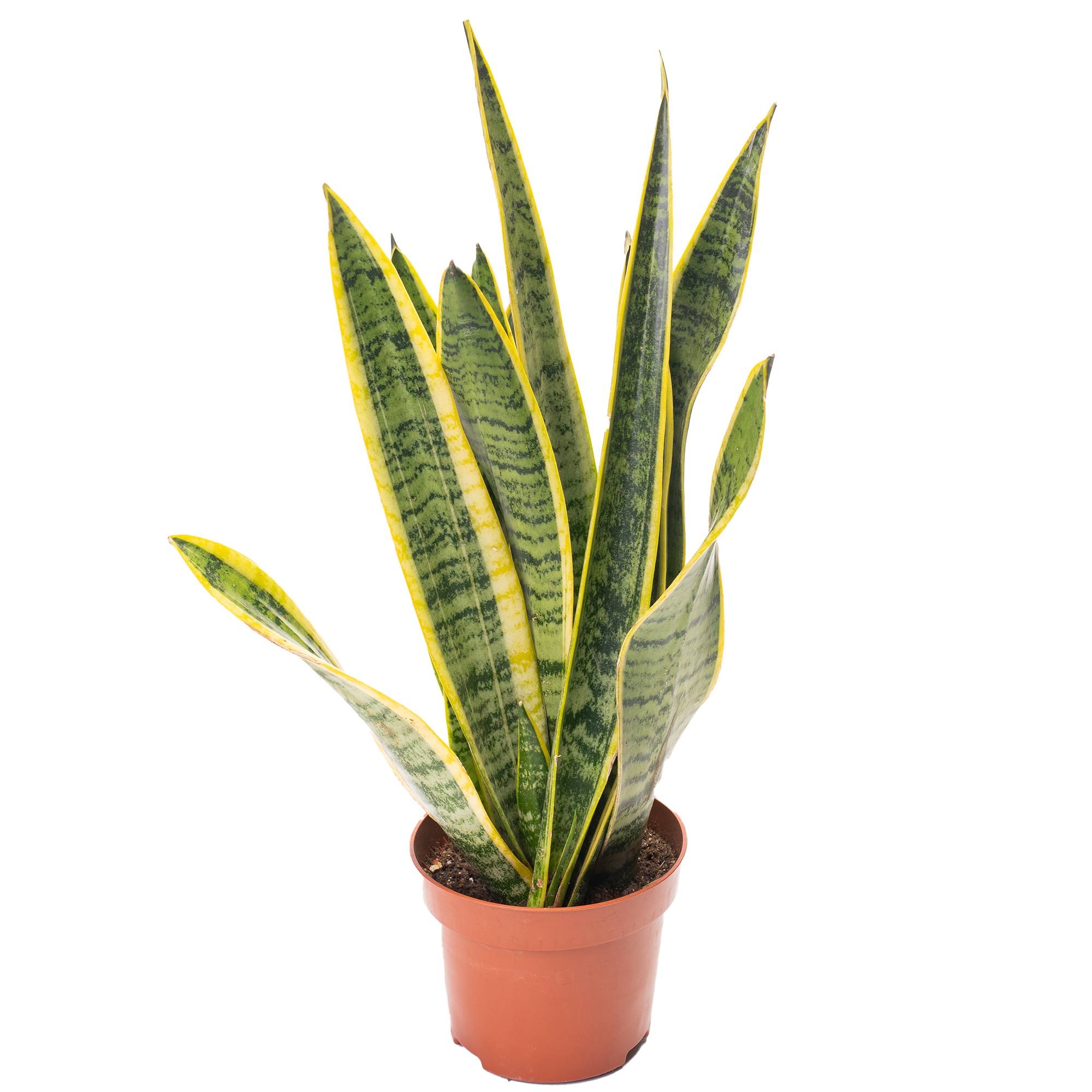 Gardenersdream - 1 X Sansevieria Laurentii Plante Serpent Colorée Arbuste D'Intérieur Sain En Pot De 13Cm - GardenersDream - Image 2