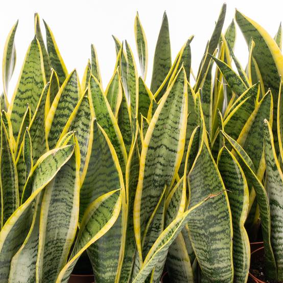 Gardenersdream - 1 X Sansevieria Laurentii Plante Serpent Colorée Arbuste D'Intérieur Sain En Pot De 13Cm - GardenersDream - Image 1