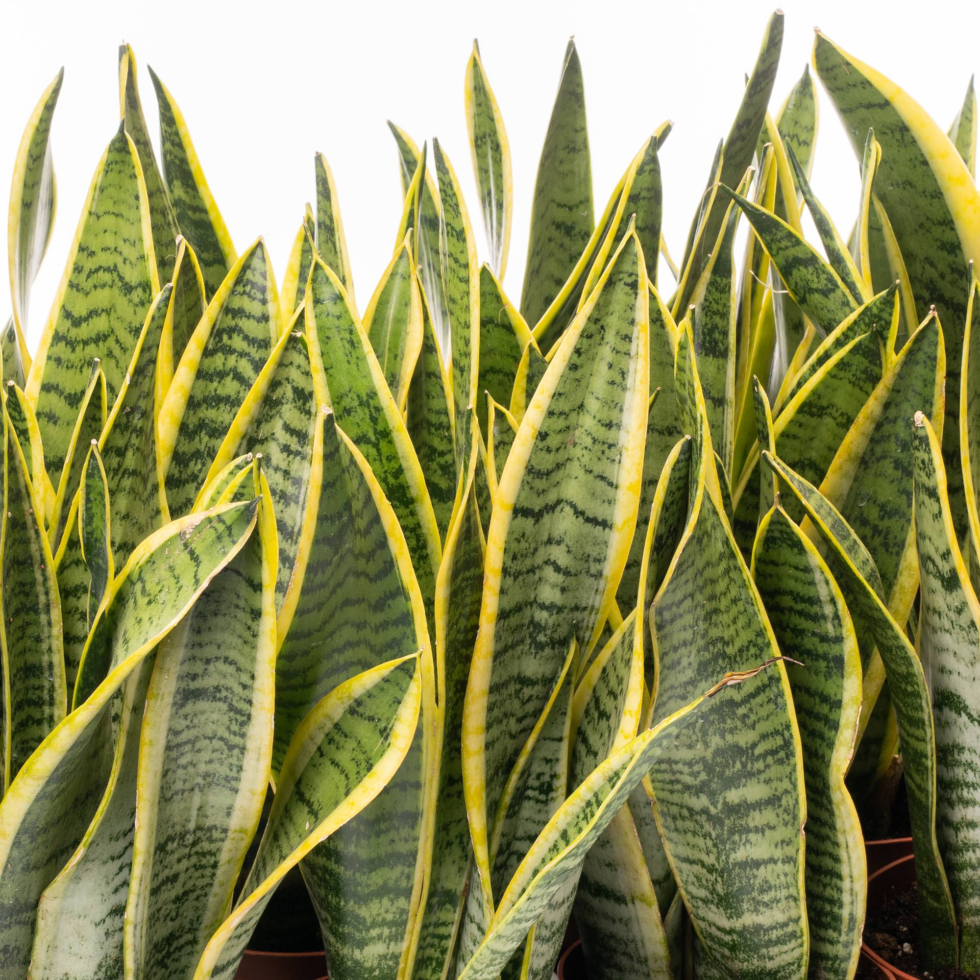 Gardenersdream - 1 X Sansevieria Laurentii Plante Serpent Colorée Arbuste D'Intérieur Sain En Pot De 13Cm - GardenersDream - Image 1