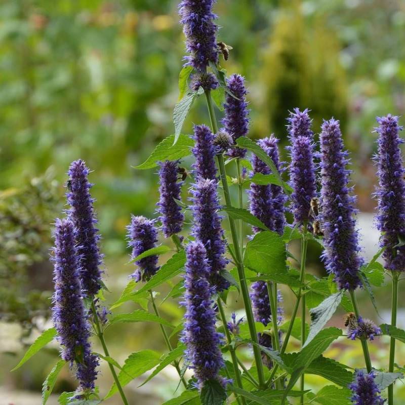 Agastache Astello Indigo à fleurs Bleue - feuillage Semi-Persistant - Godet - 5/20 cm-  hauteur à maturité De 0,15 m à 0,50 m - Imagen 1