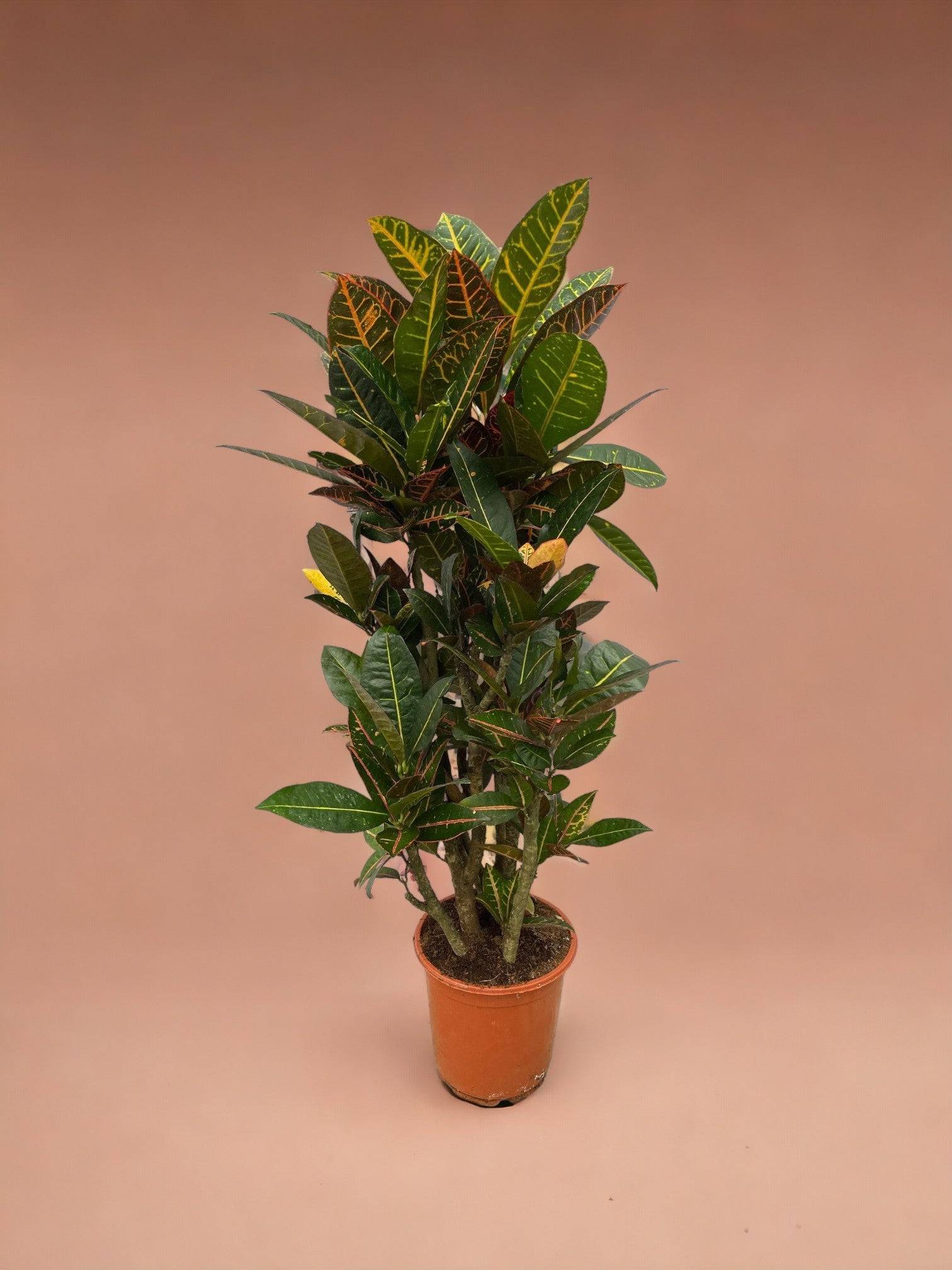 La Green Touch - Codiaeum croton Petra 100cm - Plante d'intérieur- La Green Touch - Imagen 2