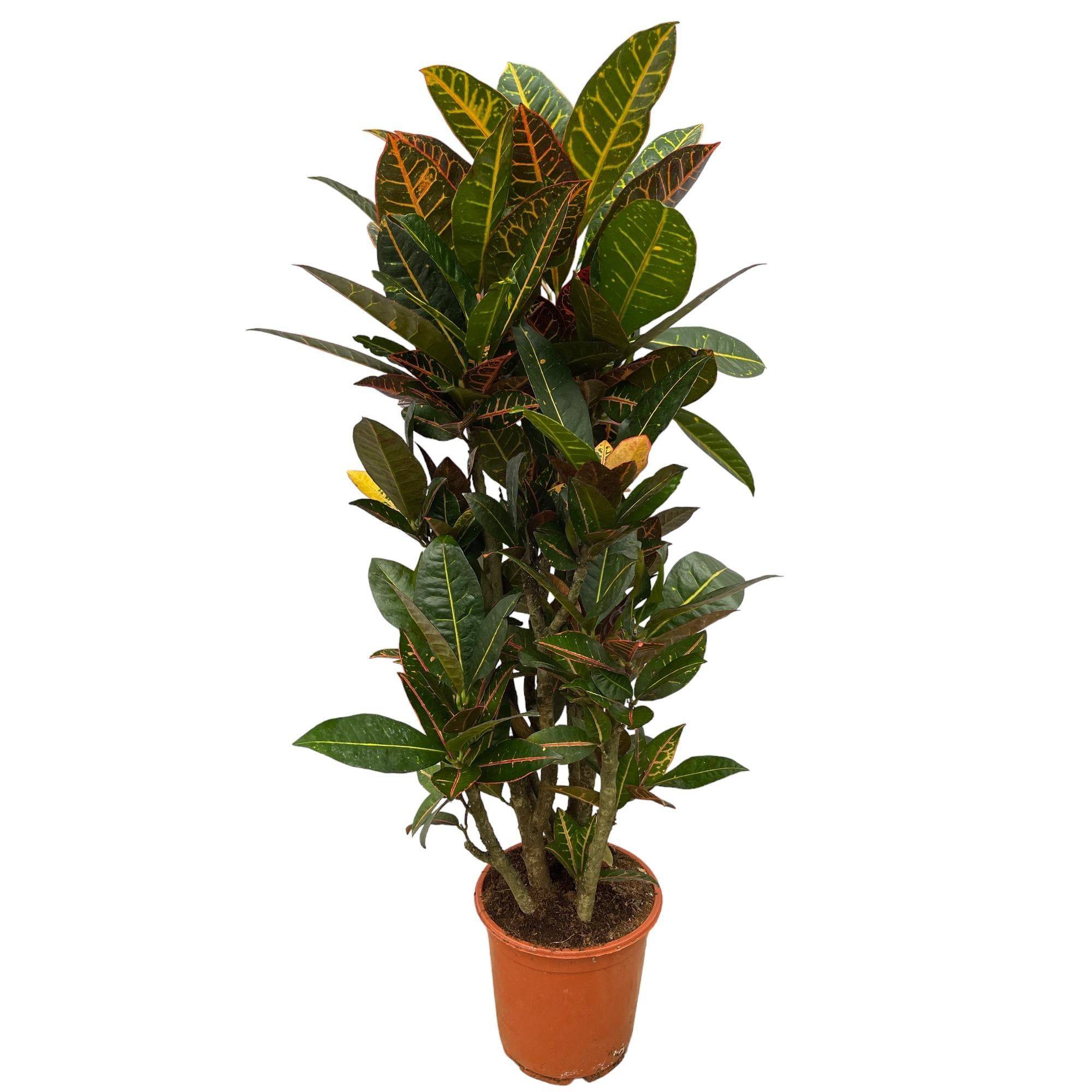 La Green Touch - Codiaeum croton Petra 100cm - Plante d'intérieur- La Green Touch - Imagen 1
