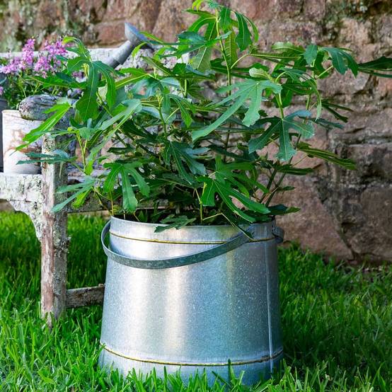 Figuier nain Figality - Ficus carica Pot de 2L/3L, Buisson