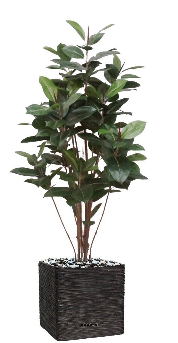 Artificielles - Ficus Robusta factice tronc PE en pot beau et rare H180cm D95cm Vert - dimhaut: H 180 cm - couleur: Vert - Imagen 2