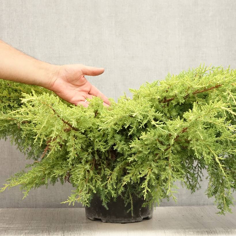 Genévrier - Juniperus pfitzeriana Goldkissen Pot de 7,5L/10L - Image 2